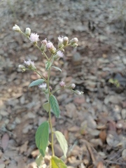 Lepidaploa argyropappa