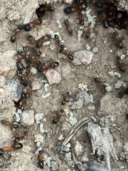 Camponotus semitestaceus
