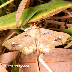 Lopharthrum comprimens