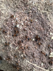Camponotus semitestaceus