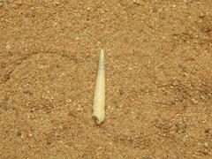 Turritella