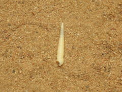 Turritella