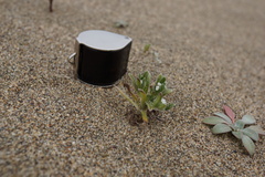 Cryptantha leiocarpa