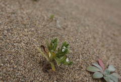 Cryptantha leiocarpa