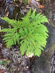 Loxsoma cunninghamii