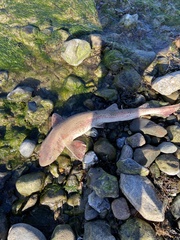 Scyliorhinus