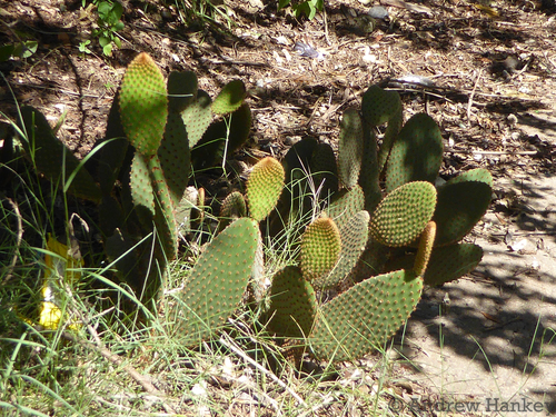 Opuntia microdasys