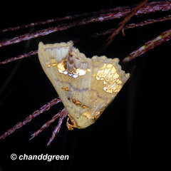 Lopharthrum comprimens