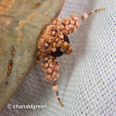 Lopharthrum comprimens