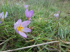 Crocus thomasii