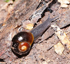 Victaphanta compacta