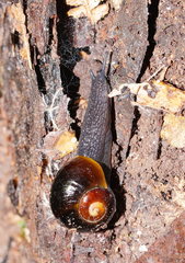 Victaphanta compacta