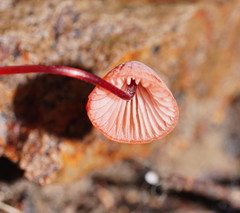 Mycena toyerlaricola