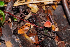 Mycena toyerlaricola