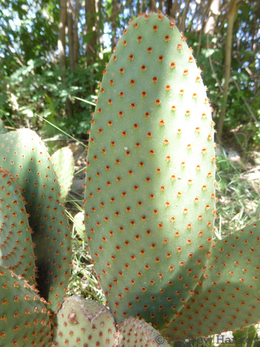 Opuntia microdasys