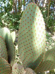 Opuntia leucotricha
