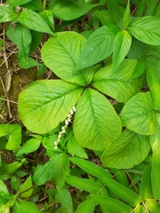 Chloranthus serratus