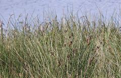 Juncus rigidus