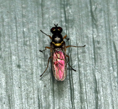 Acanthasargus