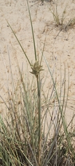 Cyperus conglomeratus