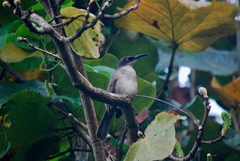 Cinclocerthia gutturalis