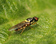 Acanthasargus flavipes