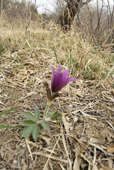 Pulsatilla chinensis
