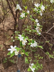 Deutzia grandiflora