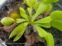 Dionaea