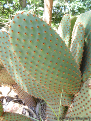 Opuntia leucotricha
