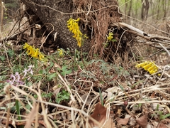 Corydalis speciosa