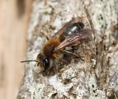 Andrena helvola