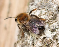 Andrena helvola