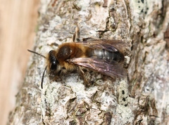 Andrena helvola