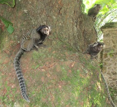 Callithrix jacchus × penicillata