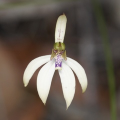 Praecoxanthus aphyllus