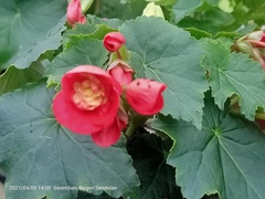 Begonia × tuberhybrida