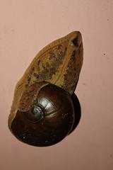 Megaustenia imperator imperator