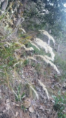 Calamagrostis varia