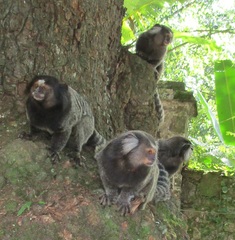 Callithrix jacchus × penicillata