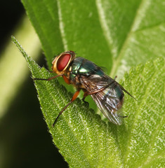 Chrysomya incisuralis