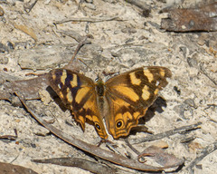 Heteronympha banksii banksii