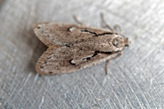 Semioscopis avellanella