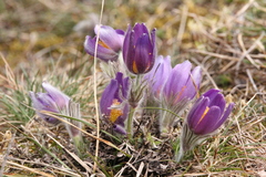 Pulsatilla vulgaris