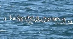 Podiceps nigricollis