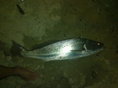 Argyrosomus japonicus