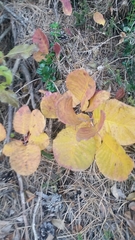 Cotinus