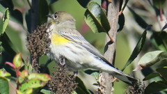 Setophaga coronata