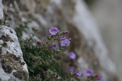 Chaenorhinum origanifolium origanifolium