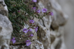 Chaenorhinum origanifolium origanifolium